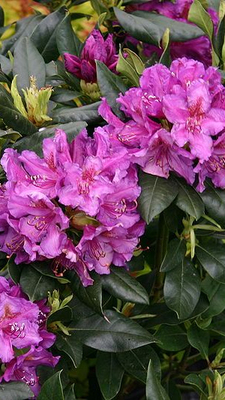 Rhododendron (t) 'Lee's Dark Purple'