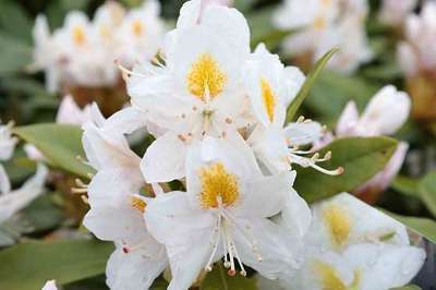 Rhododendron (t) 'Madame Masson'