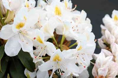 Rhododendron (t) 'Madame Masson'