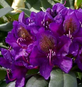 Rhododendron (t) 'Marcel Menard'