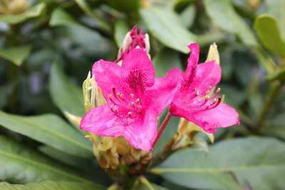 Rhododendron (t) 'Nova Zembla'
