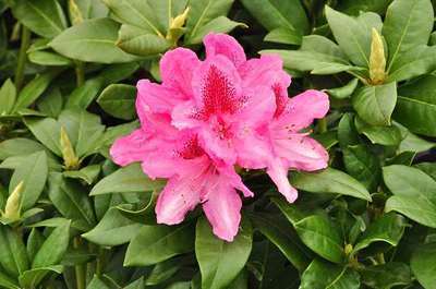 Rhododendron (t) 'Cosmopolitan'
