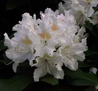 Rhododendron (t) 'Cunningham's White'