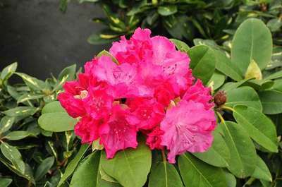 Rhododendron (t) 'Germania '