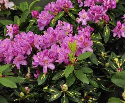 Rhododendron (t) 'Goldflimmer'