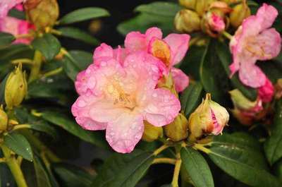 Rhododendron (t) 'Percy Wiseman'