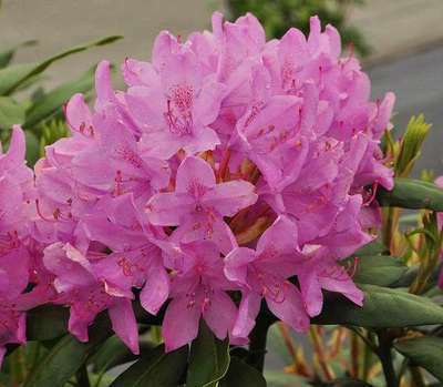 Rhododendron (t) 'Roseum Elegans'
