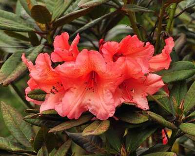 Rhododendron (t) 'Tortoiseshell Orange'
