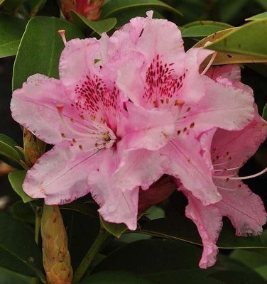 Rhododendron (t) 'Albert Schweitzer'