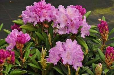 Rhododendron (y) 'Caroline Allbrook'
