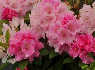 Rhododendron (y) 'Doc'
