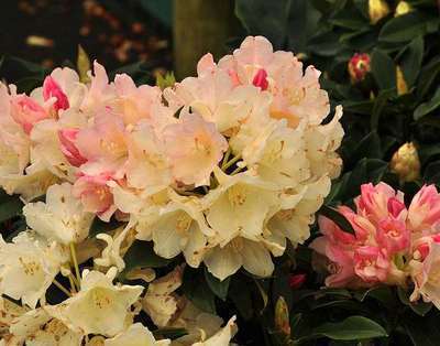 Rhododendron (y) 'Grumpy'