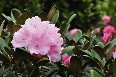 Rhododendron (y) 'Silberwolke'