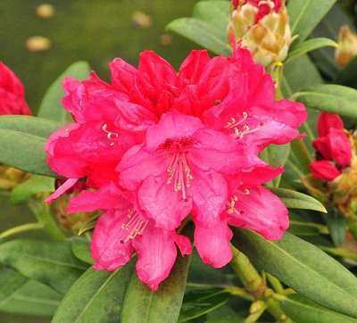 Rhododendron (y) 'Sneezy'