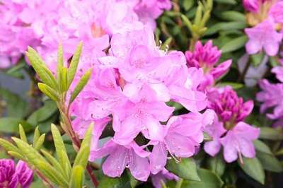 Rhododendron (t) 'Roseum Elegans'