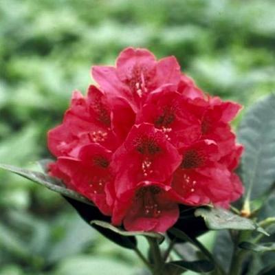 Rhododendron (t) 'Lord Roberts'
