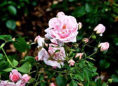 Rosa 'Home And Garden'®