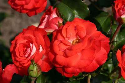 Rosa 'Planten Un Blomen' adr 2009®