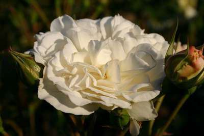 Rosa 'Petticoat' adr 2004