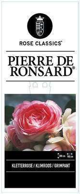 Rosa 'Pierre de Ronsard'