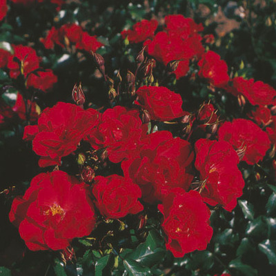 Rosa 'Rotilia' adr 2002®