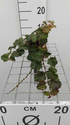 Rubus 'Betty Ashburner'