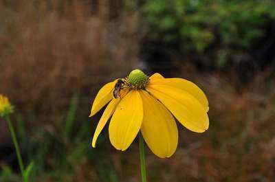 Rudbeckia  nitida 'Herbstsonne'