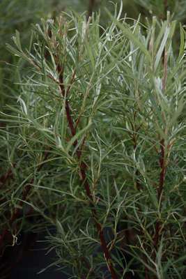Salix elaeagnos 'Angustifolia'