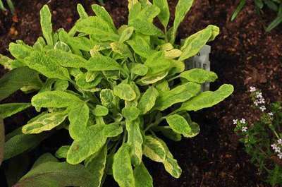 Salvia officinalis  'Icterina'
