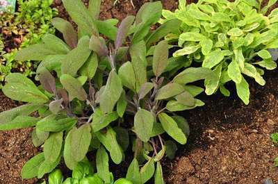 Salvia officinalis  'Purpurascens'