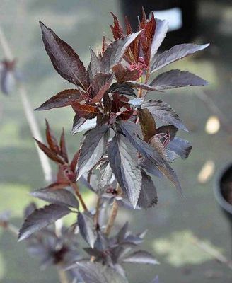 Sambucus nigra 'Black Beauty'®