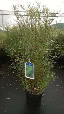 Salix purpurea 'Nana'