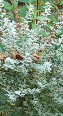 Salix repens 'Nitida'