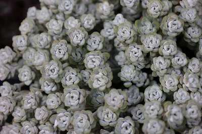 Sedum spathulifolium 'Cape Blanco'