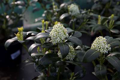 Skimmia japonica 'Kew White'