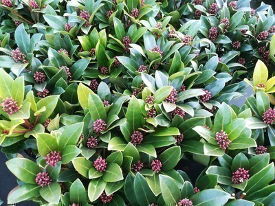 Skimmia japonica 'Olympic Flame'