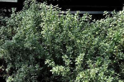 Thymus citriodorus 'Silver Queen'