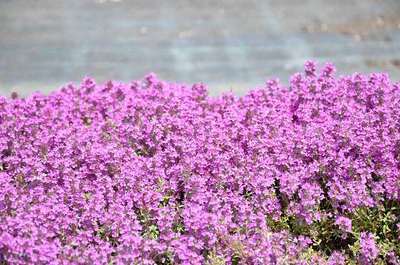 Thymus praecox 'Purple Beauty'
