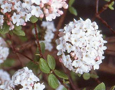 Viburnum  burkwoodii 'Anne Russell'