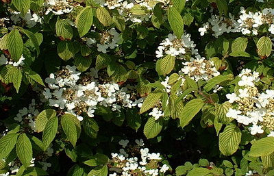 Viburnum  plicatum 'Lanarth'